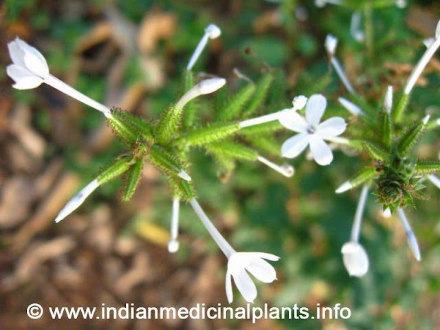 Plumbago zeylanica 